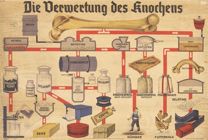 Knochenverwertung
